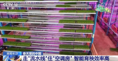我们能够看到现正在的秧苗都曾经坐上电